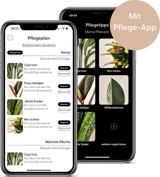 Produktbild Mary and Plants Calathea Makoyana mit Terrakotta Topf (25 cm)