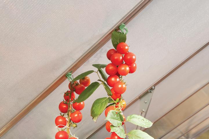 Actual product image Palram Plant hanger