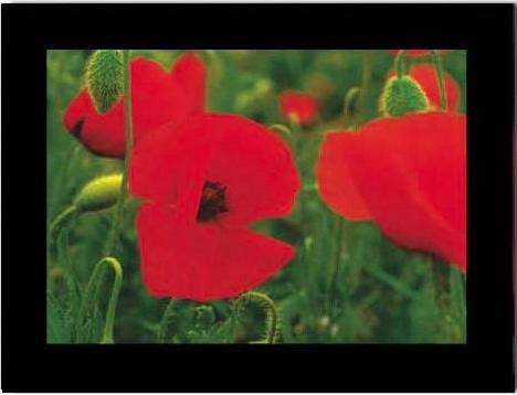 Image du produit Baback Haschemi Cartes doubles 818 FLEURS DE MONTAGNE (1 pcs)