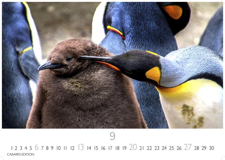 Actual product image Pinguine 2026 S 24x35cm (24 x 35 cm, German)