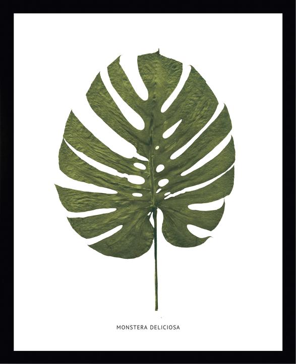 Immagine prodotto G&C Gallery Monstera Deliciosa (25 x 20 cm)