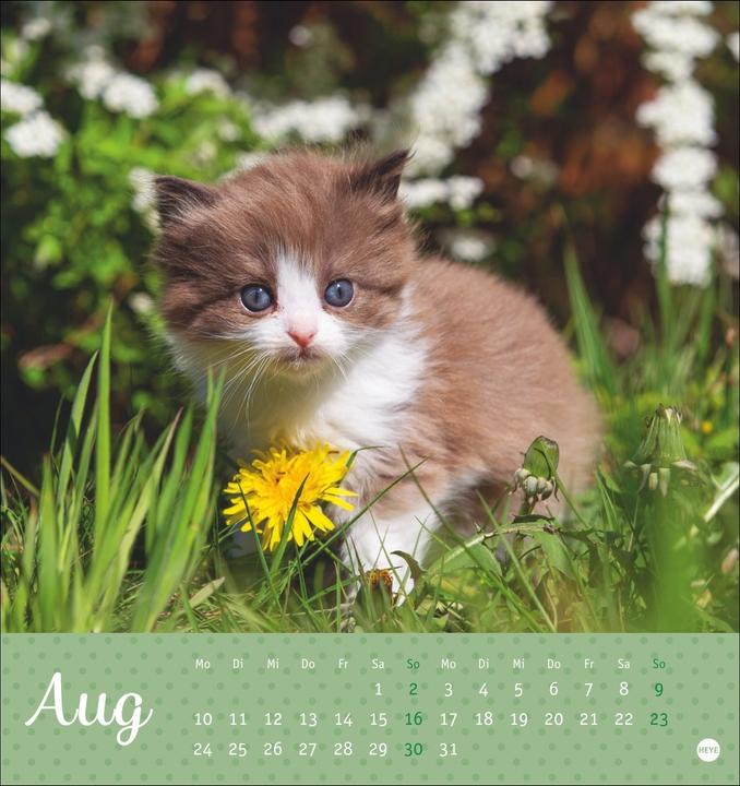 Image du produit Katzen Postkartenkalender Kleine Tiger 2026 (16 x 17 cm, Couverture rigide, Allemand)