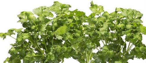 Actual product image Click and Grow coriander (Herb seeds)