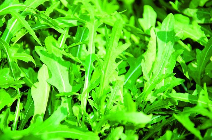 Image du produit Zollinger Bio Roquette, Roquette sauvage (plante vivace) (Germes)