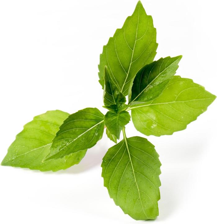Actual product image Véritable Lingot Lemon Basil BIO (Herb seeds)