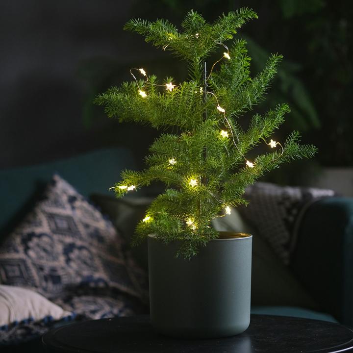 Immagine prodotto Plant in a Box Araucaria Heterophylla - Pino delle isole di Norfolk (80 cm)