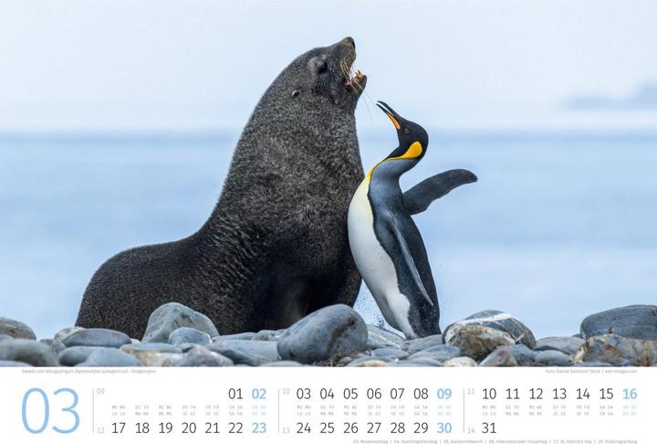 Produktbild Pinguine Kalender 2025 (45 x 33 cm, Kein Einband, Deutsch, Englisch, Italienisch, Französisch)