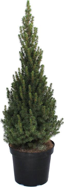 Produktbild Zulauf Zuckerhut-Fichte / Picea glauca 'Conica' (50 cm)