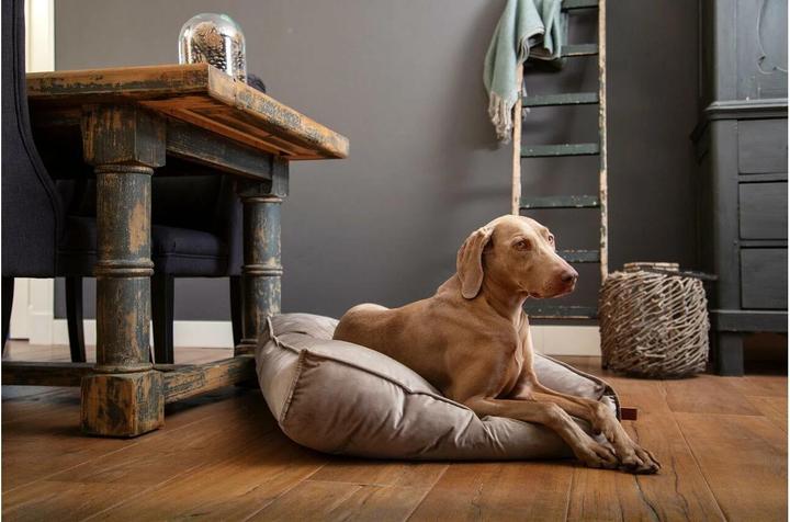 Produktbild Designed by Lotte Nalino (Hund)
