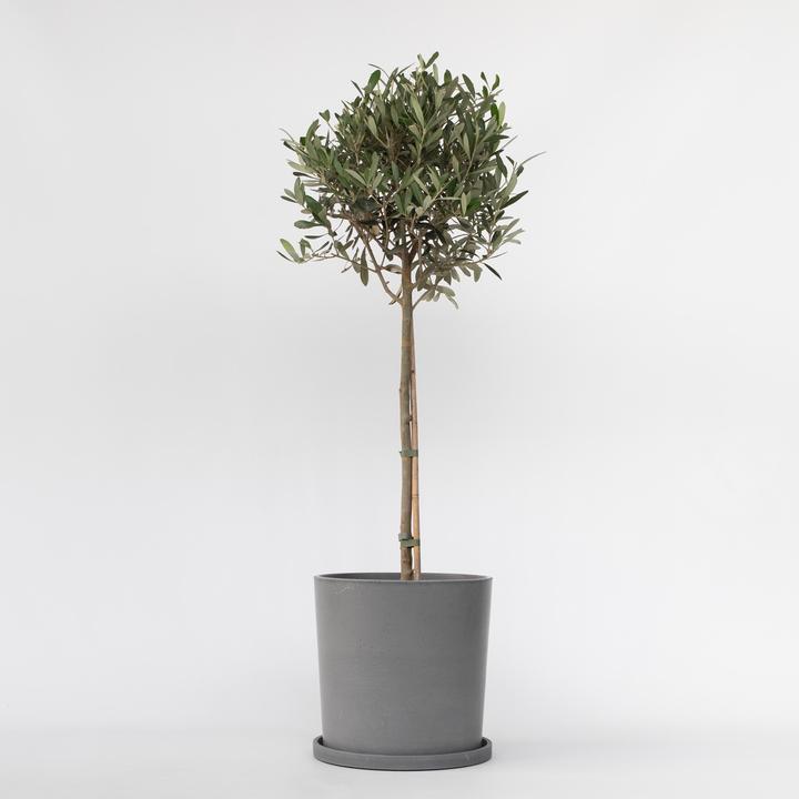 Image du produit Plant in a Box Olea Europaea - Olivier (100 cm)