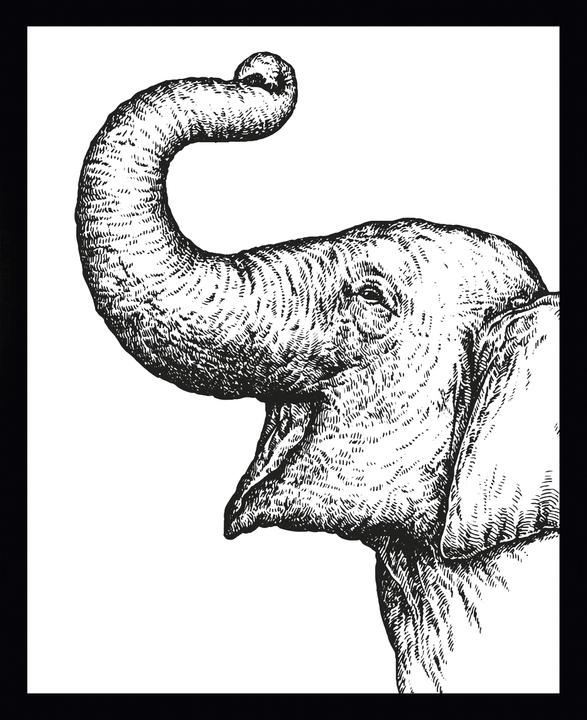 G&C Gallery Éléphant (40 x 30 cm)