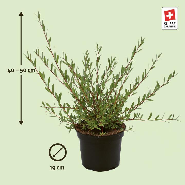 Produktbild Zulauf Purpur-Weide / Salix purpurea (50 cm)