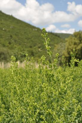 Actual product image Sonnentor Oregano (18 g)