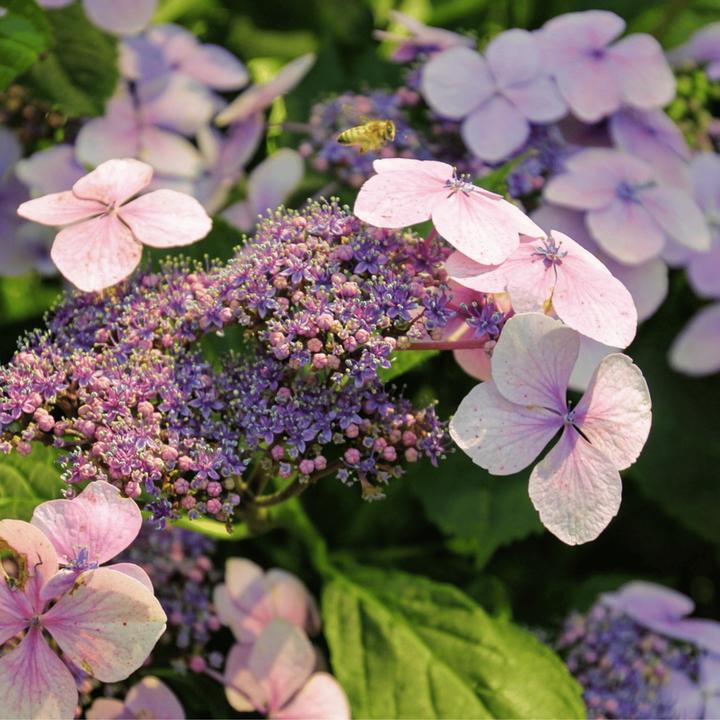 Immagine prodotto Plant in a Box Hydrangea serrata 'Magic Pillow' - Ortensia (25 cm)