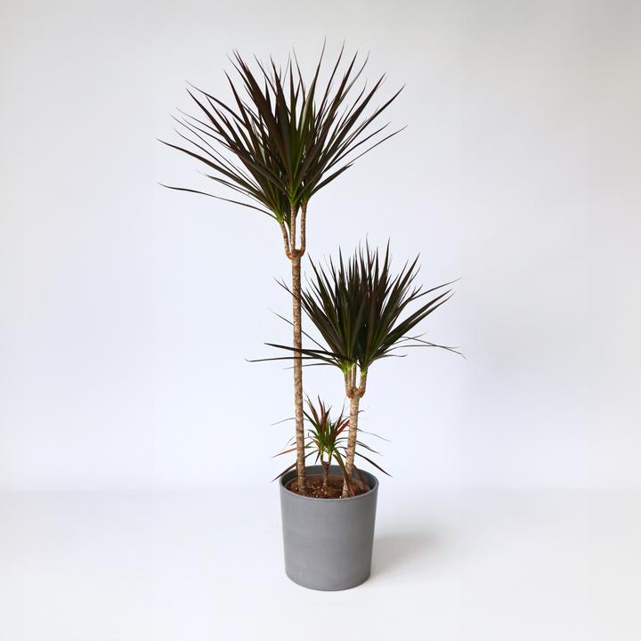 Produktbild Plant in a Box Dracaena Marginata Magenta - Drachenbaum (110 cm)