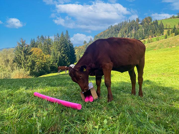 Produktbild Smartbox Muh-mente auf dem Bauernhof: Kuhkuscheln und mehr für 4 Personen bei Bern (4 Pers.)