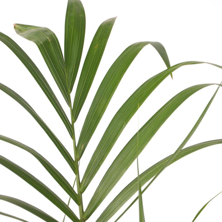 Produktbild Plant in a Box Howea forsteriana - Kentia Palme (130 cm)