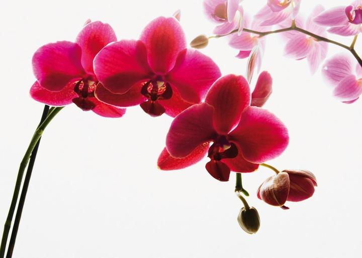 1Wall Orchid Flower