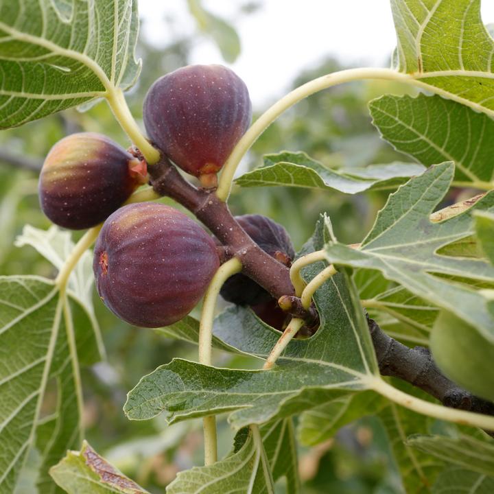 Immagine prodotto Plant in a Box Ficus carica 'Brown Turkey' - set di 2 alberi di fico (25 cm)