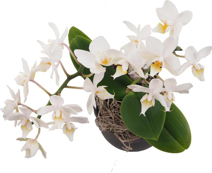 Image du produit Migros Ostschweiz Petite coupe à orchidée (26 cm)