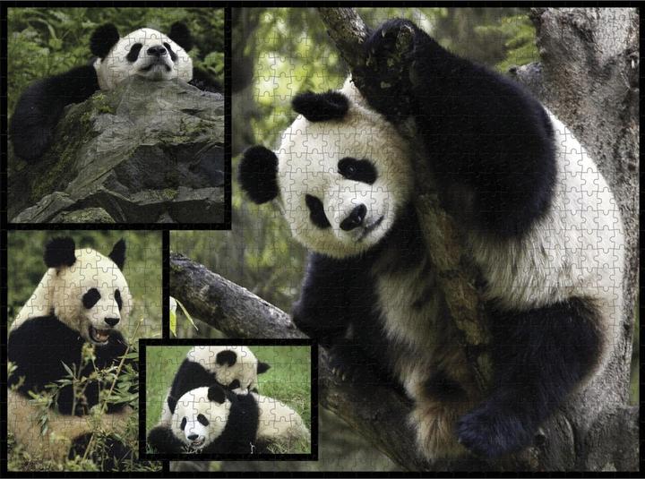 Immagine prodotto WWF 1000 Puzzle Panda (1000 pezzi)
