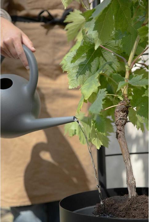 Produktbild Eva Solo - Simply Grow Spalier für Übertopf - Black - 145x42x21 cm