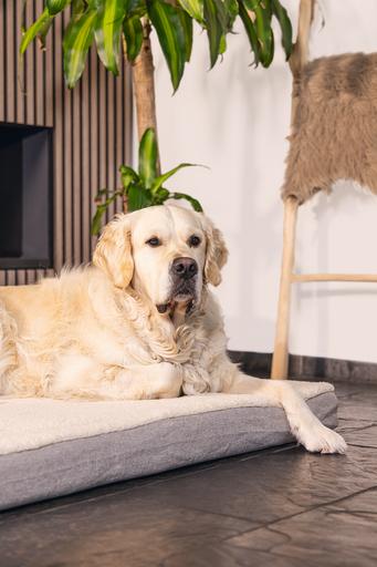 Actual product image Beeztees Zira (Dog)