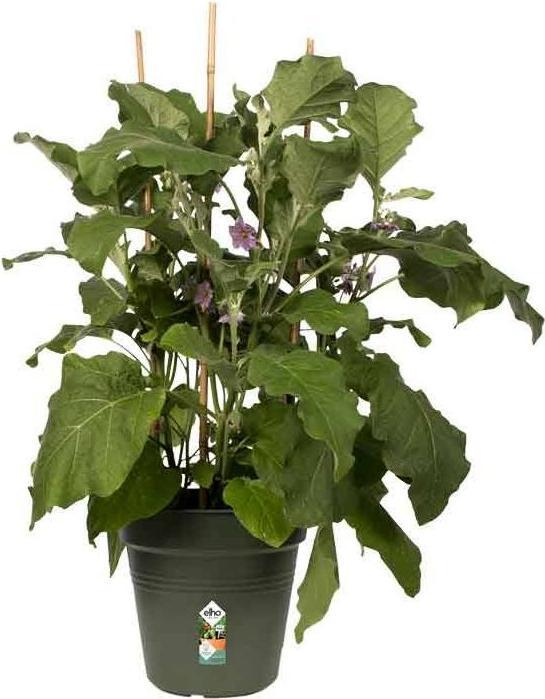 Actual product image Elho Green Basics (13 cm)