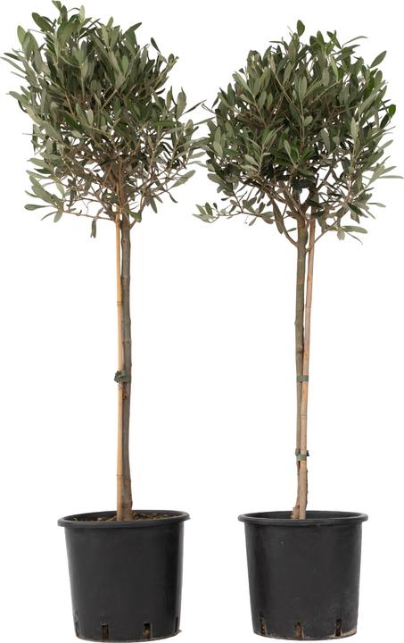 Produktbild Plant in a Box Olea Europaea - 2er Set Olivenbaum (90 cm)