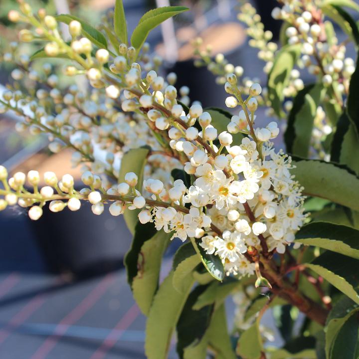 Produktbild Zulauf Portugiesischer Kirschlorbeer / Prunus lusi. 'Angustifolia' (50 cm)