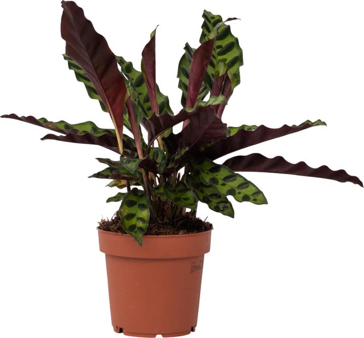 Actual product image Plant in a Box Calathea lancifolia - Basket Marante (40 cm)