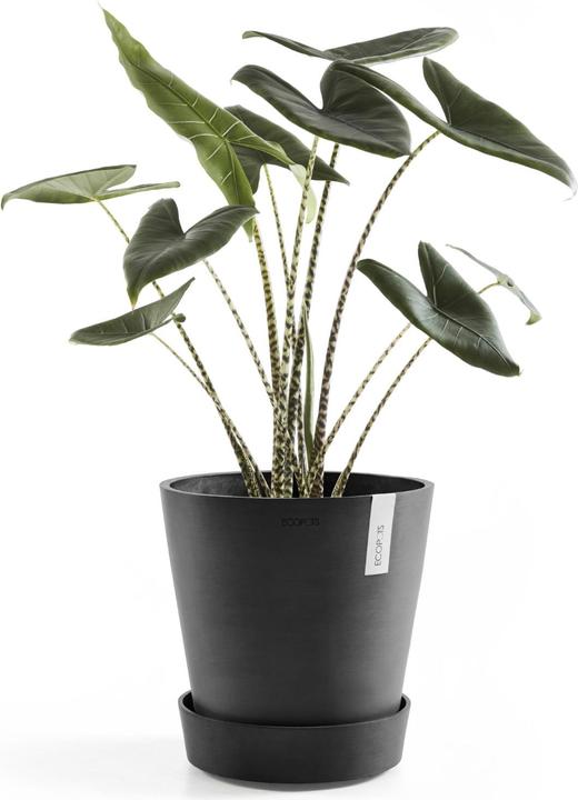 Image du produit Ecopots Soucoupe sur roues