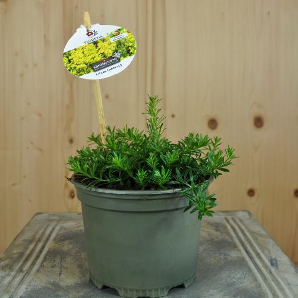 Immagine prodotto Säntispracht Set di 4 piante da letto - Galium verum true bedstraw (50 cm)