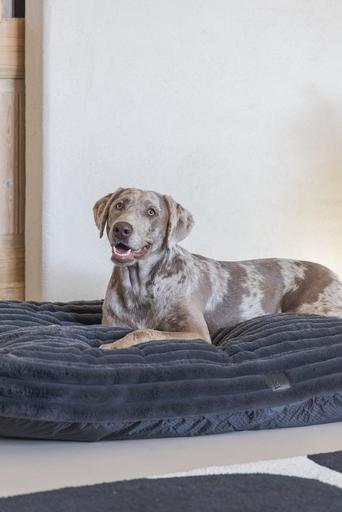 Actual product image Designed by Lotte Reza reclining cushion (Dog)