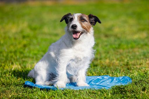 Actual product image Karlie Cooling mat drops (Dog)