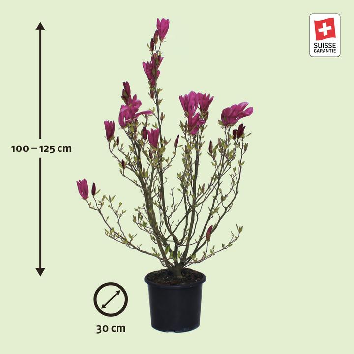 Actual product image Zulauf Purpur-Magnolie / Magnolia 'Susan' (125 cm)