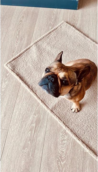 Produktbild Laboni Decke Teddy (Hund)