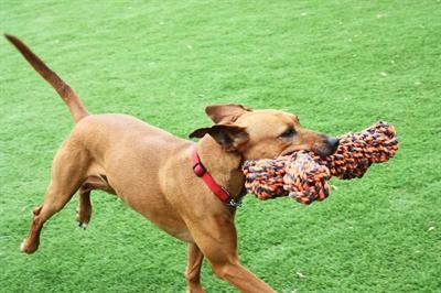 Actual product image Happy Pet Nuts For Knots Extreme Bot Grijs / Oranje (Dog chew toy)