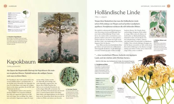 Image du produit Bäume - Eine Natur- und Kulturgeschichte (Allemand, Andrew Mikolajski, Michael Scott, Keith Rushforth, Dr. Ross Bayton, Agnes Pahler, 2022)