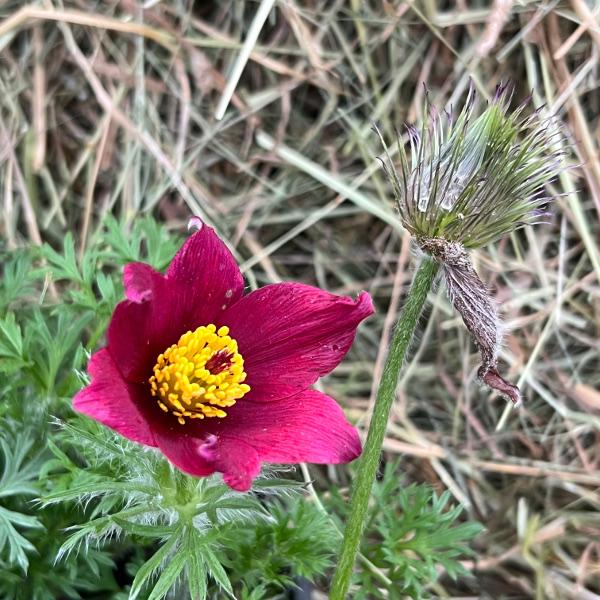 Produktbild Säntispracht 3 er Set, Die unter Naturschutz stehende Küchenschelle - Pulsatilla vulgaris Red Shades