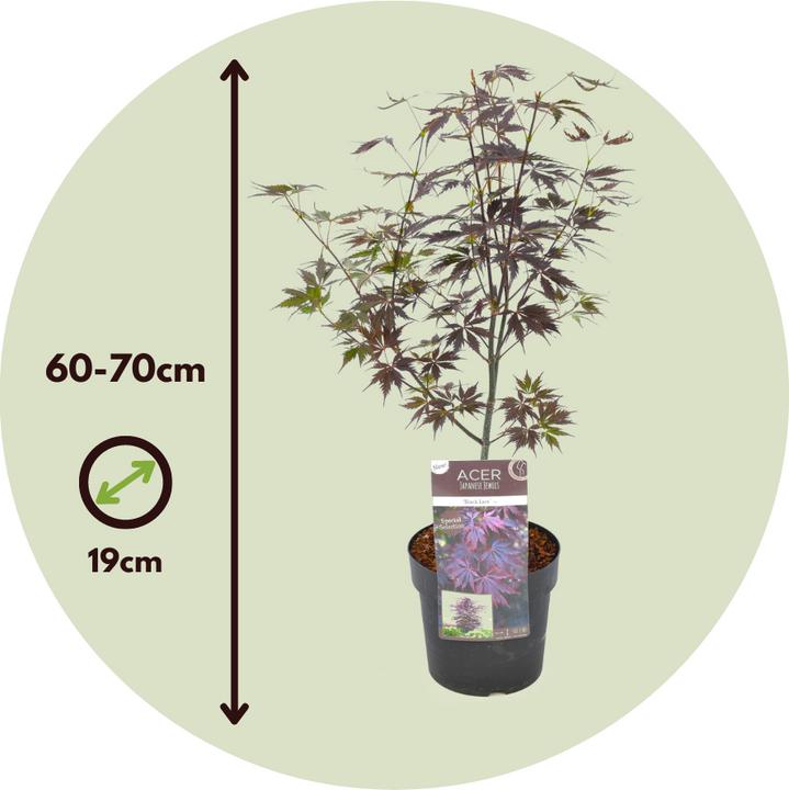 Image du produit Plant in a Box Acer Palmatum 'Black Lace' - Set de 2 érables (60 cm)