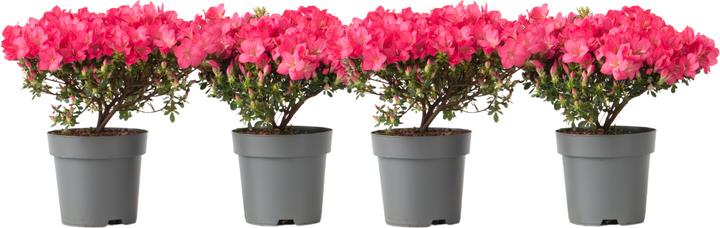 Image du produit Plant in a Box Rhododendron azalea 'Anouk' - Set de 4 azalées (25 cm)