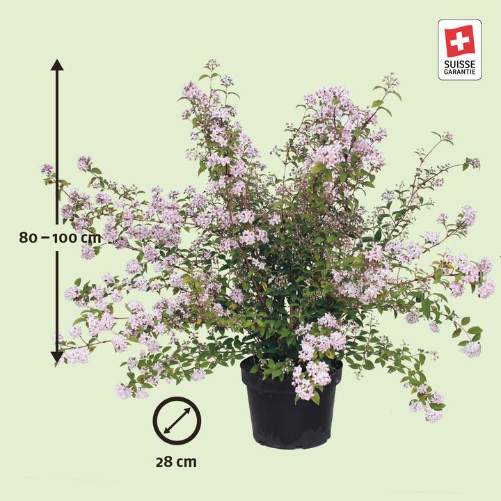 Produktbild Zulauf Rosen-Deutzie / Deutzia hyb. 'Mont Rose' (100 cm)