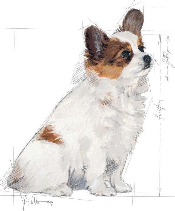 Immagine prodotto Royal Canin X-Small Junior (Junior, 1 pz., 500 g)