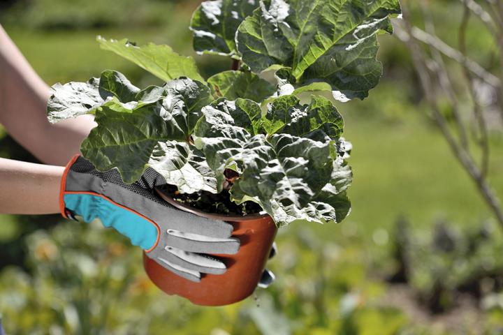 Produktbild Gardena Pflanz- und Bodenhandschuh 7 (S)
