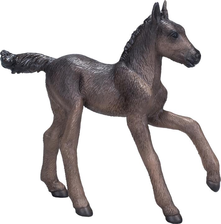 Actual product image small foot Arabian Foal