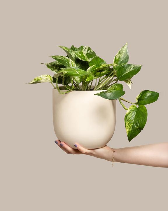 Produktbild feey Grosse Efeutute Marble Queen (35 cm, Frisch umgetopft)