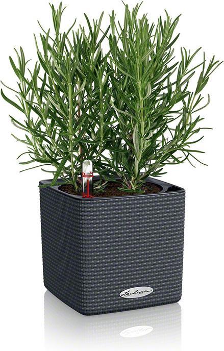 Actual product image Lechuza Cube Color (14 cm)