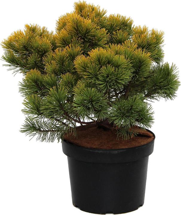 Immagine prodotto Zulauf Zwerg-Berg-Föhre / Pinus mugo 'Winter Gold' (35 cm)