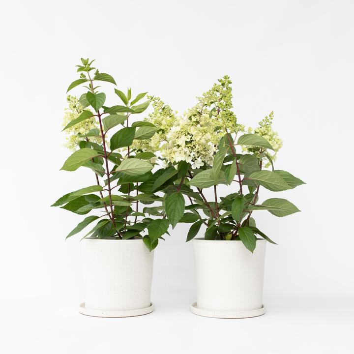 Produktbild Plant in a Box Hydrangea paniculata 'Candlelight' - 2er-Set Hortensie (25 cm)